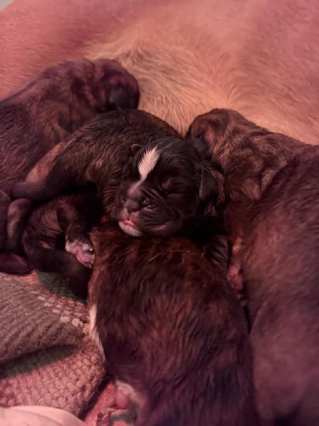 Cuccioli Boxer con pedigree  | Foto 0