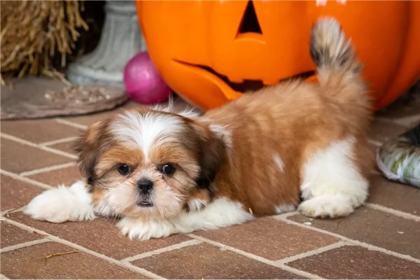 Vendita cuccioli Shih Tzu