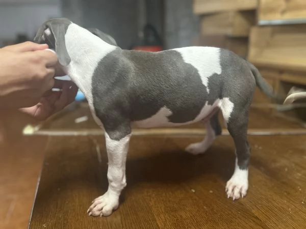 Regalo meravigliosi cuccioli dí amstaff blue nose