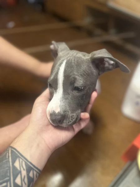 Regalo meravigliosi cuccioli dí amstaff blue nose | Foto 4