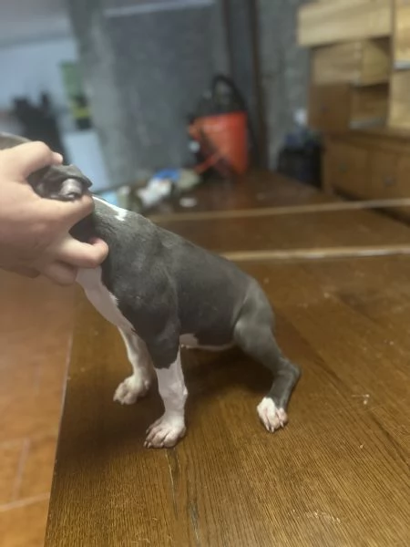 Regalo meravigliosi cuccioli dí amstaff blue nose | Foto 3