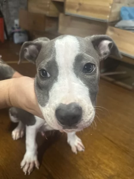 Regalo meravigliosi cuccioli dí amstaff blue nose | Foto 2