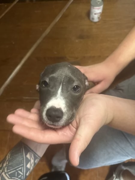 Regalo meravigliosi cuccioli dí amstaff blue nose | Foto 1