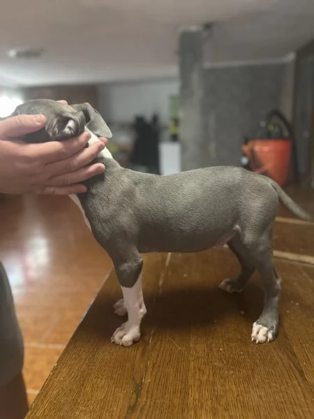 Regalo meravigliosi cuccioli dí amstaff blue nose | Foto 0