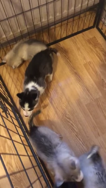 Husky sani e cresciuti in casa