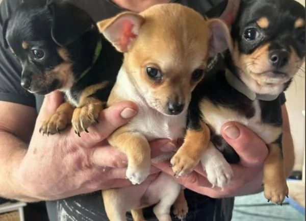 Cuccioli di chihuahua molto giocherelloni e coccolosi