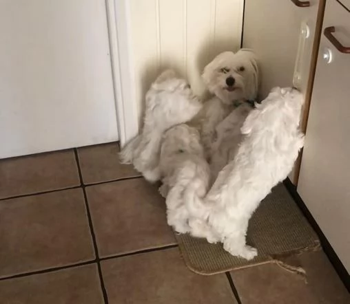 cuccioli sono Maltesi di razza pura e vengono tutti allattati