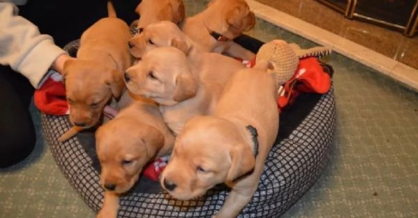Abbiamo questo adorabile cucciolo di labrador