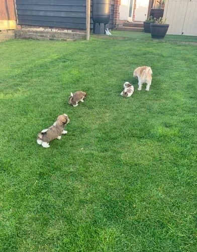 adorabili cuccioli di shih tzu