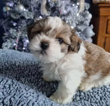 adorabili cuccioli di shih tzu | Foto 0