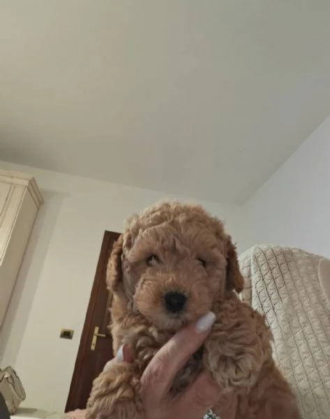 Barboncinno toy | Foto 0