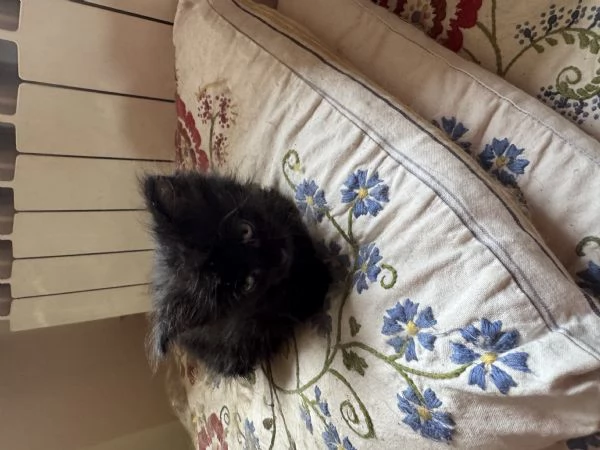 Cuccioli Maine Coon Gussago BA