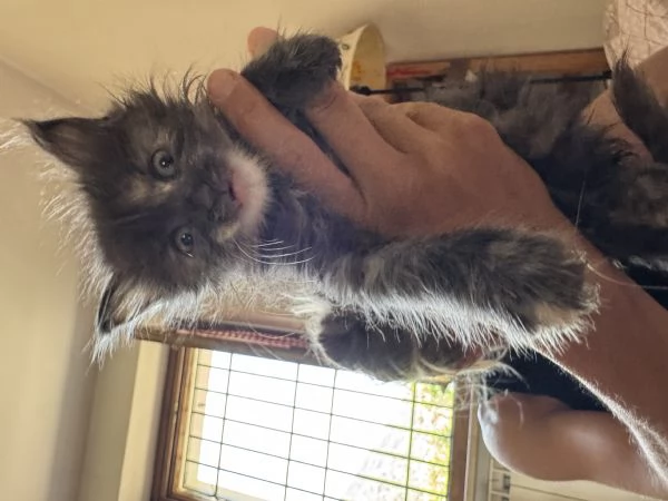 Cuccioli Maine Coon Gussago BA | Foto 6