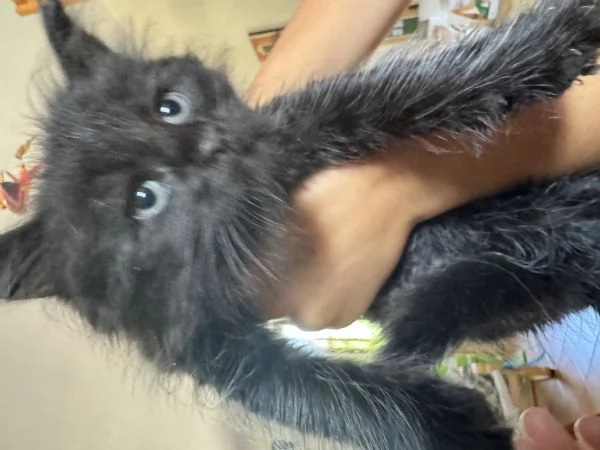 Cuccioli Maine Coon Gussago BA | Foto 5