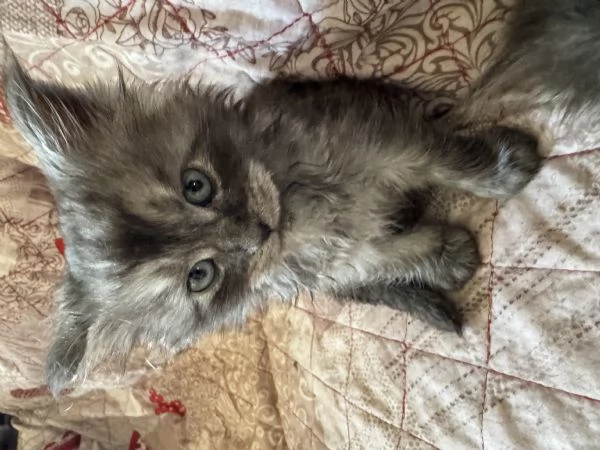 Cuccioli Maine Coon Gussago BA | Foto 4