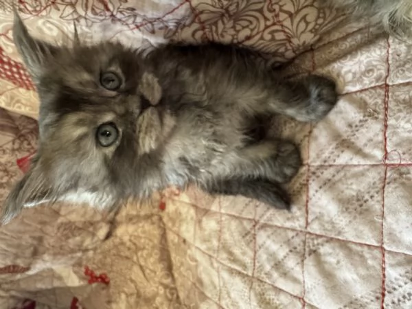 Cuccioli Maine Coon Gussago BA | Foto 3