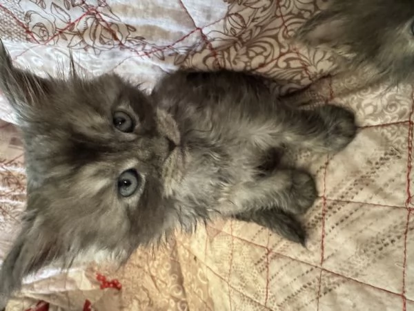 Cuccioli Maine Coon Gussago BA | Foto 2