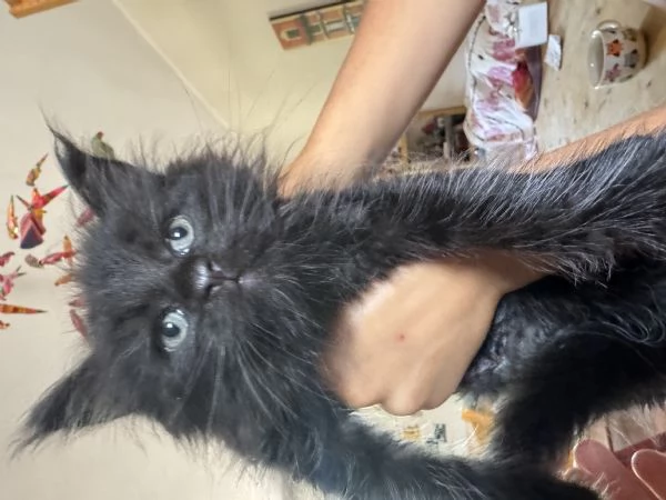 Cuccioli Maine Coon Gussago BA | Foto 1