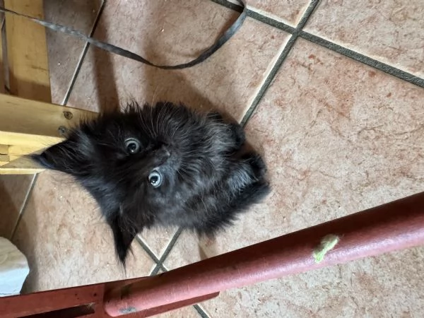 Cuccioli Maine Coon Gussago BA | Foto 0