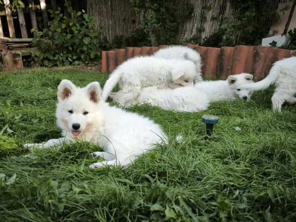 Cuccioli di Pastore Svizzero Bianco | Foto 3
