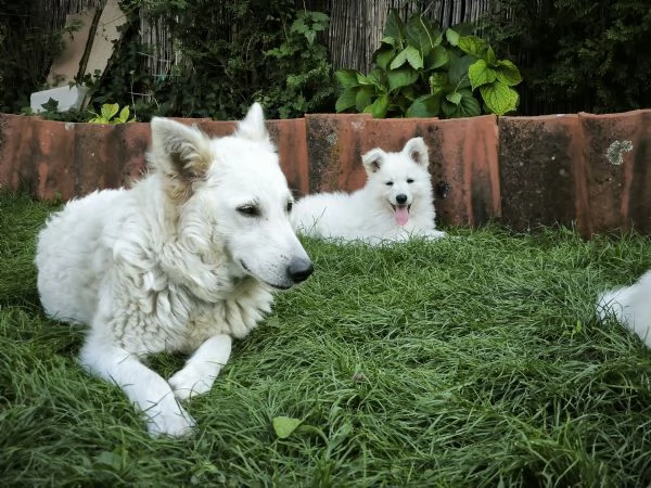 Cuccioli di Pastore Svizzero Bianco | Foto 2