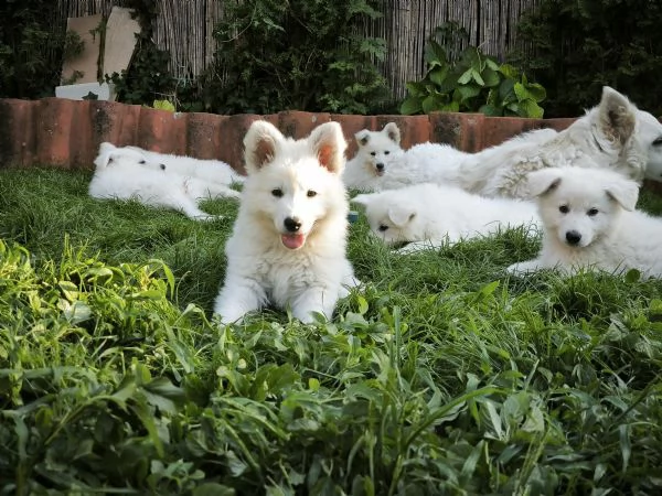 Cuccioli di Pastore Svizzero Bianco | Foto 1