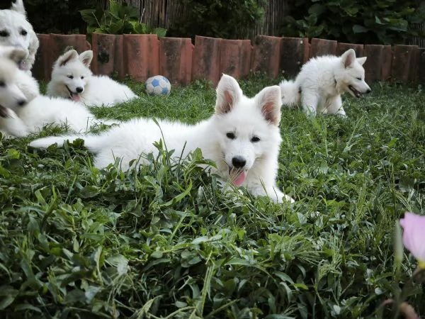 Cuccioli di Pastore Svizzero Bianco | Foto 0