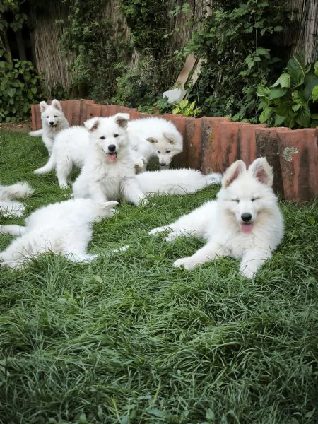Cuccioli di Pastore Svizzero Bianco