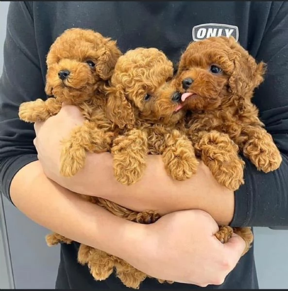 Cuccioli di barboncino toy in vendita