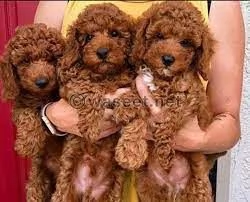 Cuccioli di barboncino toy in vendita | Foto 0