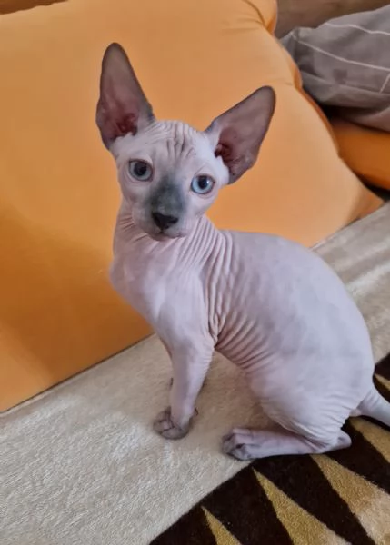 Sphynx  | Foto 2