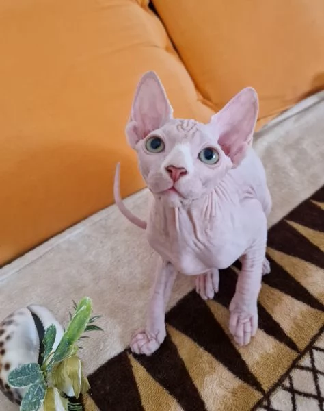 Sphynx  | Foto 1