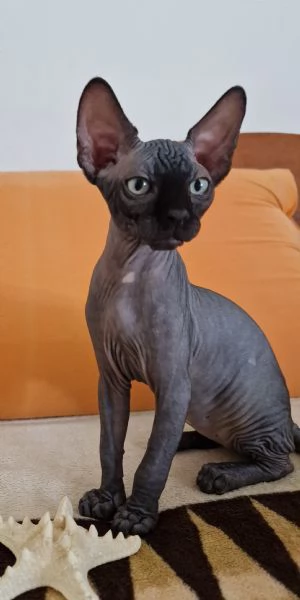 Sphynx  | Foto 0