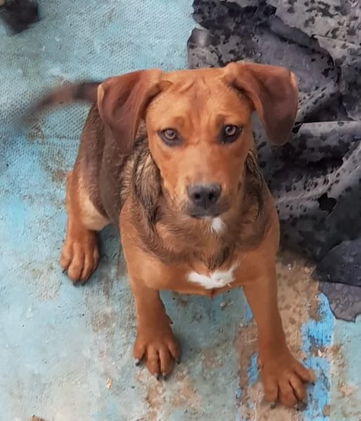 Diamo un Natale a tre cagnolini | Foto 0
