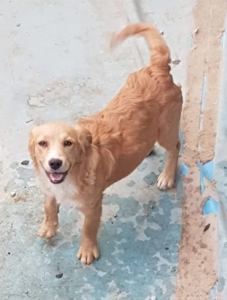 Diamo un Natale a tre cagnolini