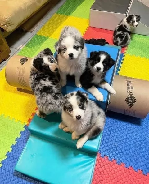 Vendita cuccioli di pastore australiano