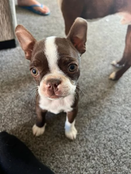 Cuccioli di Boston Terrier per nuove case