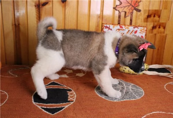 cuccioli di Akita sono ora disponibili per la vendita
