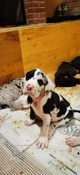 Cuccioli di alano in adozione