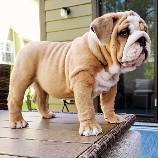 Vendita cuccioli di bulldog inglese