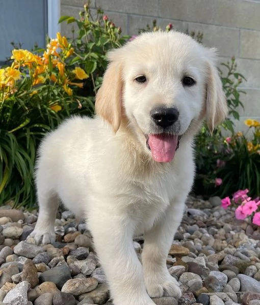 Vendita cuccioli di Golden Retriever