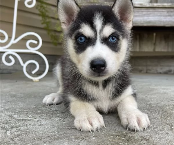 Cuccioli di husky siberiano disponibili per la vendita