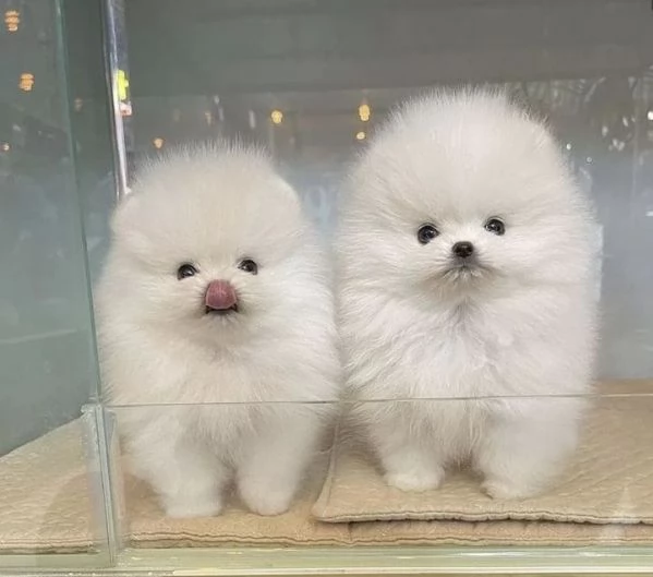 Vendo due simpatici cuccioli di Pomerania Teacup