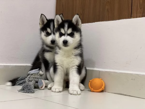 Regalo cuccioli di husky siberiano  maschi e femmina.  