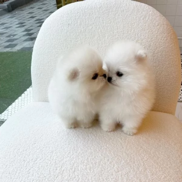 cuccioli di Volpino di Pomerania