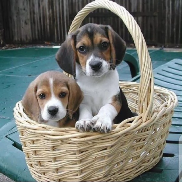Regalo cuccioli di beagle maschi che femmine nb,