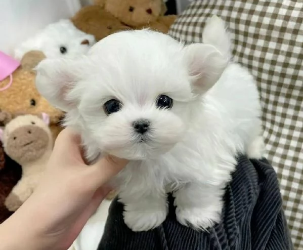 cuccioli di maltesi mini toy. 
