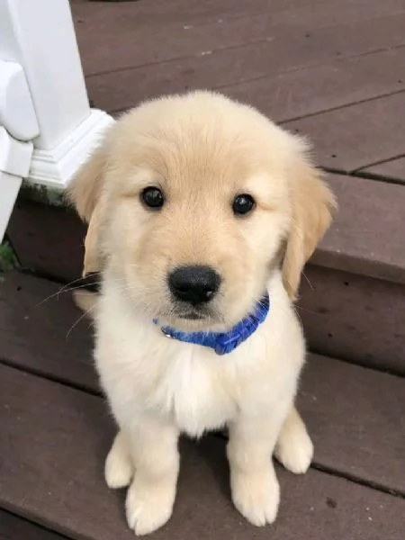 regalo golden retriever cuccioli per l'adozione