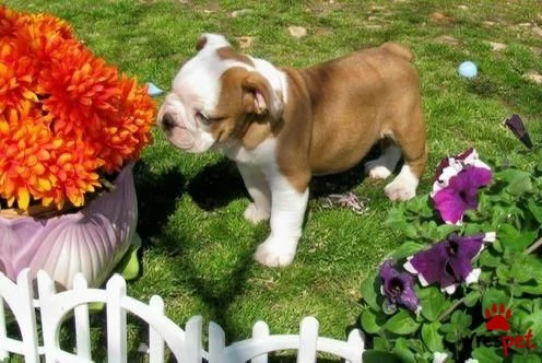 cucciolo di bulldog inglese