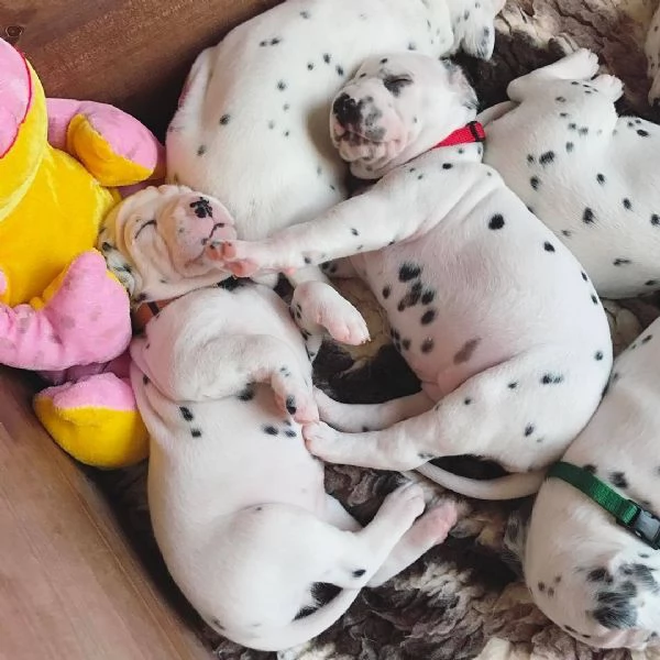 regalo dalmata cuccioli disponible per l'adozione
